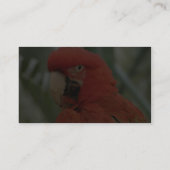 Papageien-Tier Visitenkarte (Rückseite)