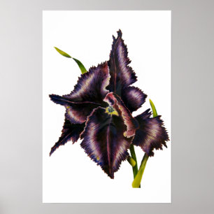 Papageien-Tulpe-Kunst-Druck Poster
