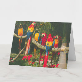 Papageien und Poinsettias Weihnachten Karte
