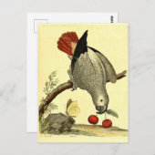 Papageien, Vintag, Vogelillustration, Bohemisch Postkarte (Vorne/Hinten)