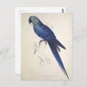 Papageien, Vintag, Vogelillustration, Bohemisch Postkarte (Vorne/Hinten)