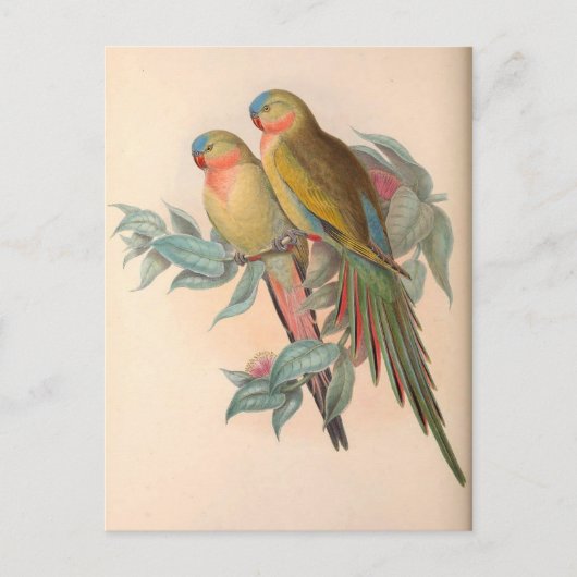 Papageien, Vintag, Vogelillustration, Bohemisch Postkarte (Vorderseite)