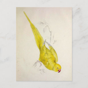 Papageien, Vintage, Vogelillustration, Boheme Postkarte