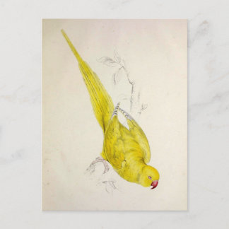 Papageien, Vintage, Vogelillustration, Boheme Postkarte