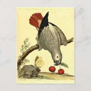 Papageien, Vintage, Vogelillustration, Boheme Postkarte