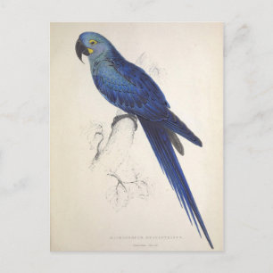 Papageien, Vintage, Vogelillustration, Boheme Postkarte
