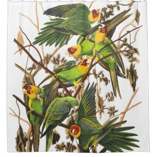 Papageien-Vogel-wild lebende Tiere Audubon Duschvorhang