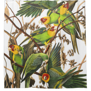 Papageien-Vogel-wild lebende Tiere Audubon Duschvorhang