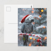 Papageien-Weihnachtskarte — Winterwunder Postkarte (Vorne/Hinten)