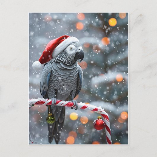 Papageien-Weihnachtskarte — Winterwunder Postkarte (Vorderseite)