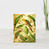 Papageien, zum Geburtstag viel Glück Karte (Vorderseite)