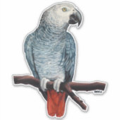Papageienaufkleber Afrikanischer Grau-Papagei Aufkleber (Vorderseite)