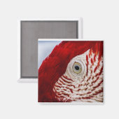 Papageienauge Magnet (Vorderseite/Rückseite)