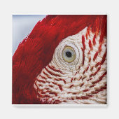 Papageienauge Magnet (Vorne)