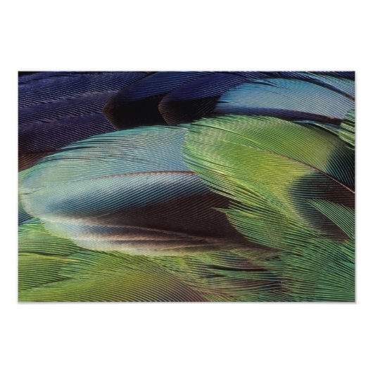 Papageienfeder-Musterdesign Fotodruck (Vorne)