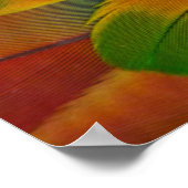 Papageienfeder Poster (Ecke)