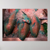 Papageienfisch Poster (Vorne)