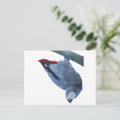 Papageiengeschenke Postkarte (Stehend Vorderseite)