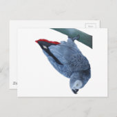 Papageiengeschenke Postkarte (Vorne/Hinten)