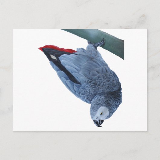 Papageiengeschenke Postkarte (Vorderseite)