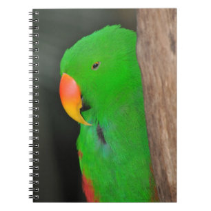 Papageienheft Notizblock
