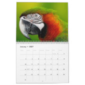 Papageienkalender 2025 kalender (Jan 2027)