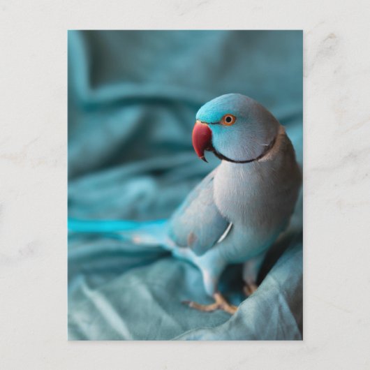 Papageienkarte Feiertagspostkarte (Vorderseite)