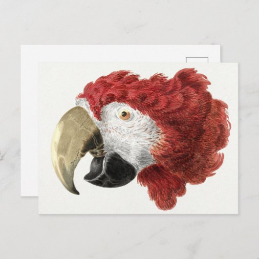 Papageienkarte Postkarte (Vorne/Hinten)