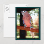 Papageienkarten Postkarte (Vorne/Hinten)