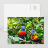 Papageienpaar Postkarte (Vorne/Hinten)