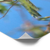 Papageienplakat Poster (Ecke)