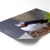 Papageientaucher in Island Poster (Ecke)