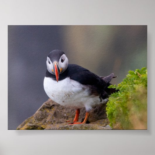 Papageientaucher in Island Poster (Vorne)
