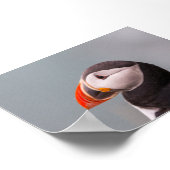 Papageientaucher in Island Poster (Ecke)