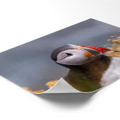 Papageientaucher in Island Poster (Ecke)