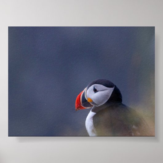 Papageientaucher in Island Poster (Vorne)