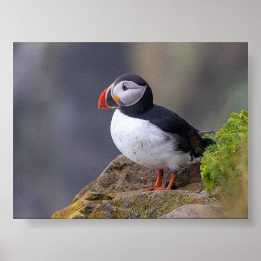 Papageientaucher in Island Poster (Vorne)