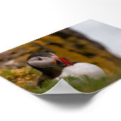 Papageientaucher in Island Poster (Ecke)