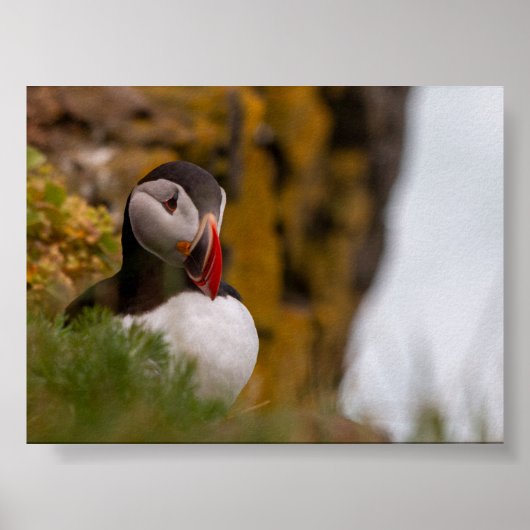 Papageientaucher in Island Poster (Vorne)