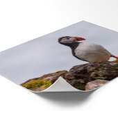 Papageientaucher in Island Poster (Ecke)
