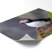 Papageientaucher in Island Poster (Ecke)