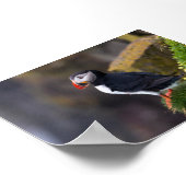 Papageientaucher in Island Poster (Ecke)