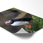 Papageientaucher in Island Poster (Ecke)