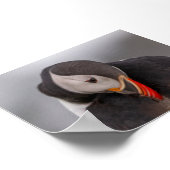 Papageientaucher in Island Poster (Ecke)