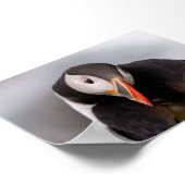 Papageientaucher in Island Poster (Ecke)