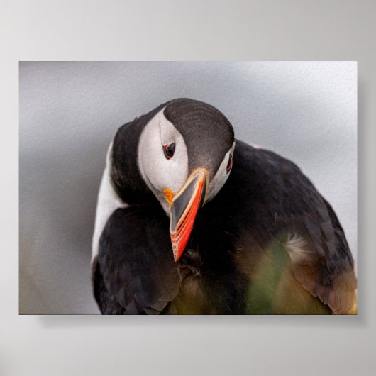 Papageientaucher in Island Poster (Vorne)
