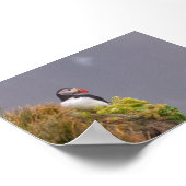 Papageientaucher in Island Poster (Ecke)
