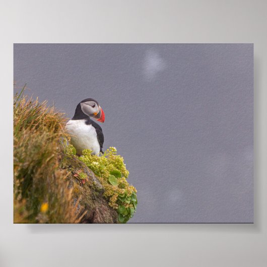 Papageientaucher in Island Poster (Vorne)