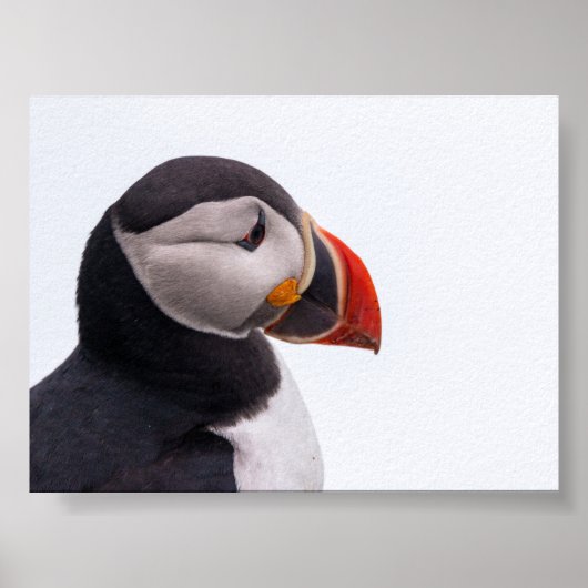 Papageientaucher in Island Poster (Vorne)