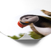 Papageientaucher in Island Poster (Ecke)